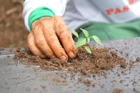 Hands planting seeds as part of therapeutic gardening