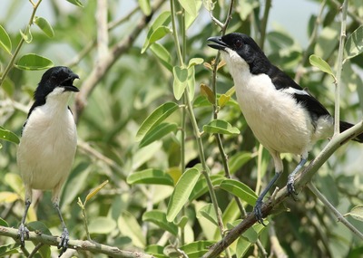 Zimbabwe National Park